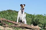 FOX TERRIER POIL LISSE 080